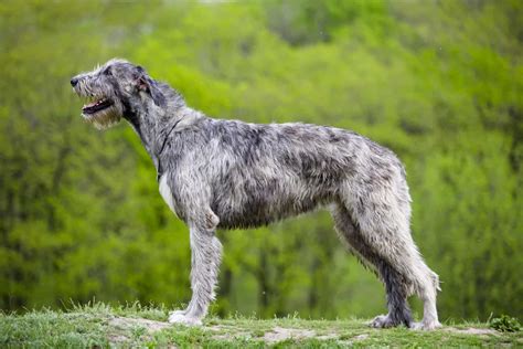 The Top 4 Irish Wolfhound Breeders In The U.S.