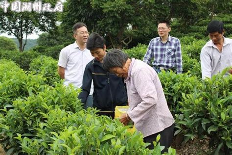 市茶叶科学研究中心深入饶平县浮滨镇大榕村举办茶叶栽培与加工技术培训班 - 潮州市人民政府门户网站