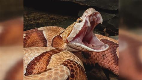 Montgomery Parks warn of copperheads snakes as temperatures drop ...