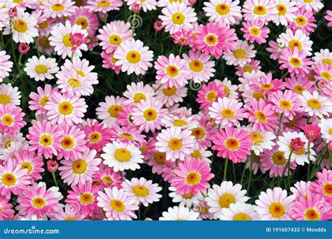 Daisy Natural Colors at Debra Schaper blog