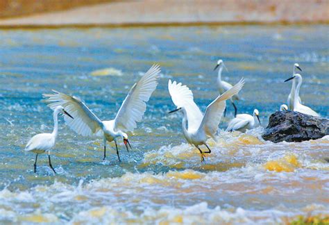 黄浦江旁，白鹭、银鸥和海鸥享受大餐