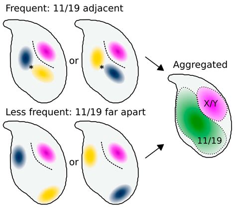 Automated Nuclear Cartography Reveals Conserved Sperm Chromosome ...