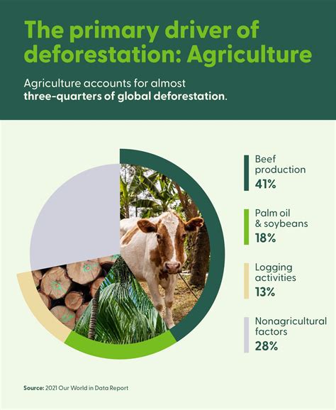9 deforestation facts to know in 2024 (plus solutions) | fsc.org