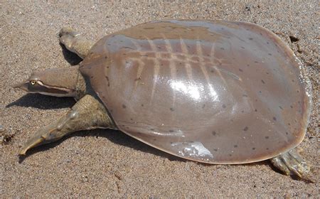 Image result for Turtle Color