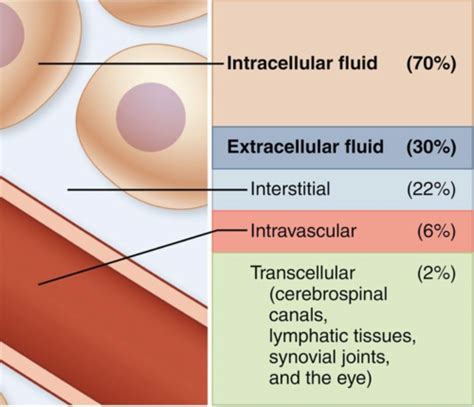 Image result for Transcellular Fluid Examples