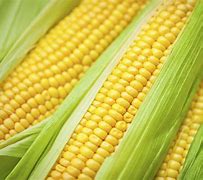Maize 的图像结果