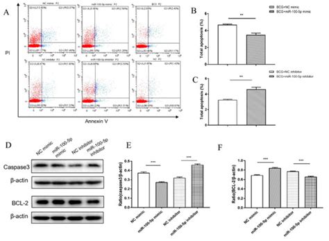 The miR-100-5p Targets SMARCA5 to Regulate the Apoptosis and ...
