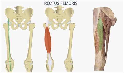 9.7: Appendicular Muscles of the Pelvic Girdle and Lower Limbs - Medicine LibreTexts