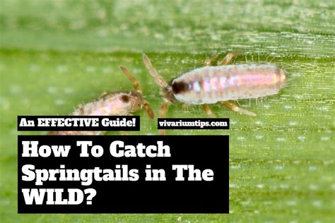 How To Catch Springtails in The Wild: An Effective Guide! - VivariumTips