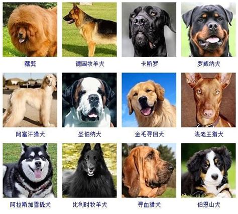 宠物狗的种类（178个宠物狗品种图片大全）_可可情感网