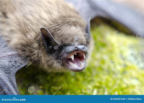 Big Brown Bat, Eptesicus Fuscus, Mouth Open Showing Fangs Royalty-Free Stock Image ...