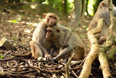 Image result for Monkey Behavior