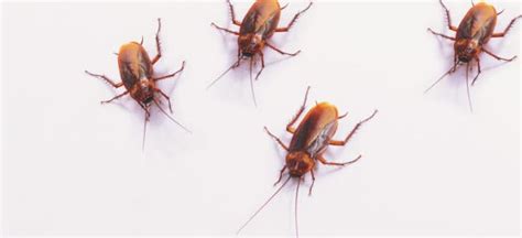 Image result for Cockroach Spray