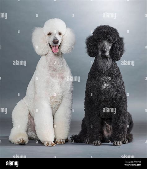Standard Poodle Black And White at Sebastian Belbin blog