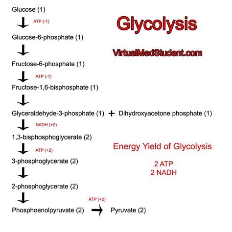 Steps Of Glycolysis – Glycolysis Process – UUGIK