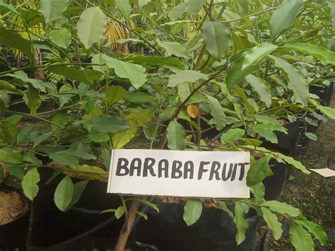 Subcategories Mannuthy Farms