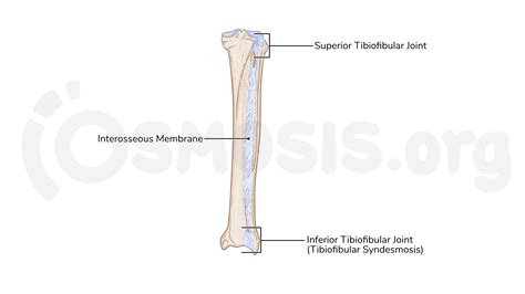Anatomy of the tibiofibular joints | Osmosis
