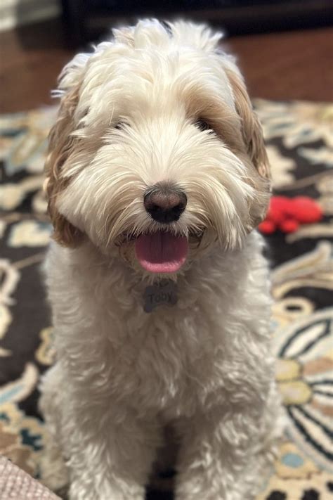 Image result for Cockapoo Full Size