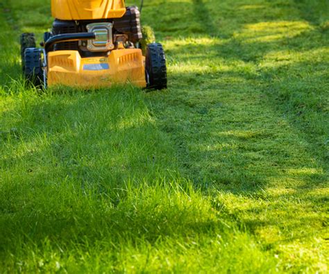 Winter lawn care mistakes to avoid for healthy grass | Homes and Gardens