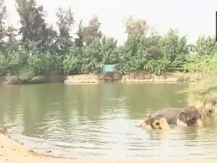 News Updates: Reliance Foundation unveils Vantara: Anant Ambani's ...