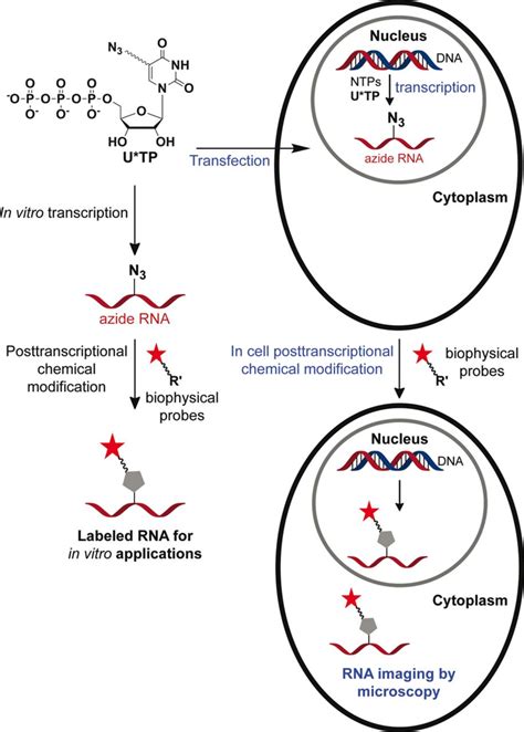 RNA Chain 的图像结果