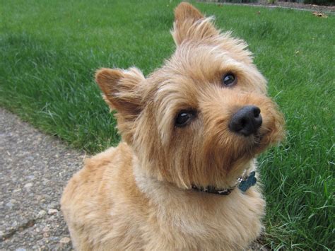 Norwich Terrier - Puppies, Rescue, Pictures, Information, Temperament ...