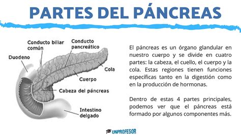 10 partes del PÁNCREAS - anatomía