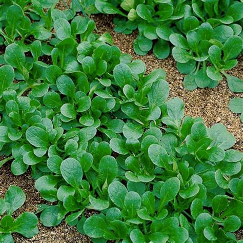 Organic Dutch Corn Salad Seeds (Valerianella locusta) – Mild Flavor, T ...
