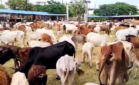 प्रदेश में गौशालाओं की हालत है बेहद नाजुक, जरूरत से ज्यादा गायें रखने ...