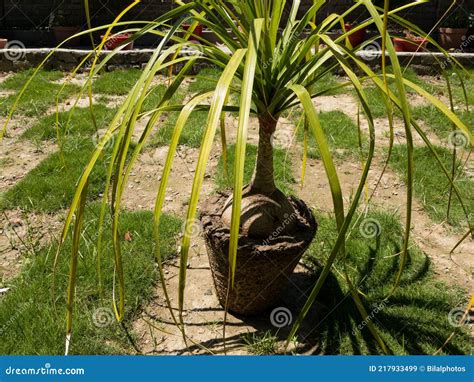Ponytail Palm Beaucrnea Recurvata or Elephant Foot Plant or Nolina Palm ...