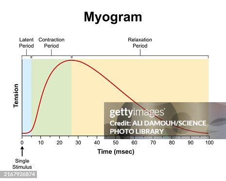 Image result for Myogram Labeled