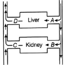 The diagram given below represents the liver, kidney and some ...
