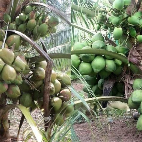 Garden Hybrid Rare Coconut Live Plant - Qualitative Hybrid Kerala ...