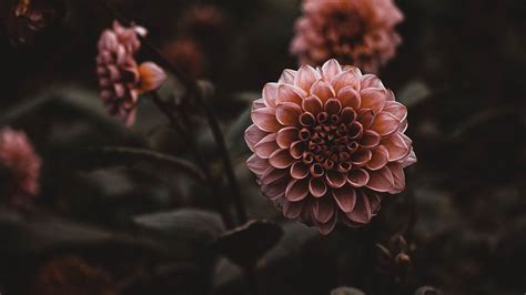 Wallpaper dahlias, flowers, pink, plant hd, picture, image