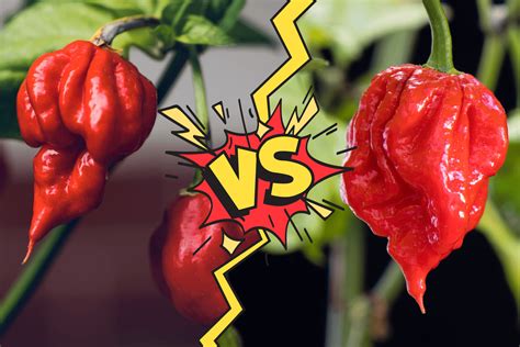 Trinidad Scorpion Scoville Rating Trinidad Moruga Scorpion Red