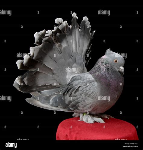 Fantail Pigeon
