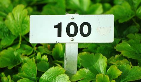 100 Items for 100th Day of School Ideas - Twinkl USA