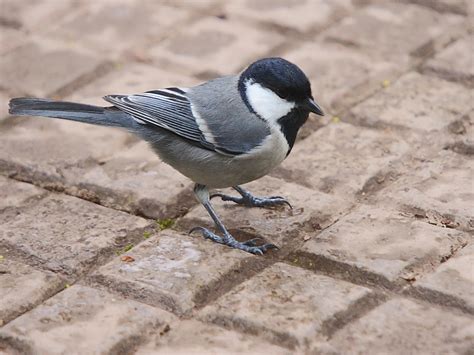 Great Tit - Parus major - Paridae - Birds of India - Birding in India ...