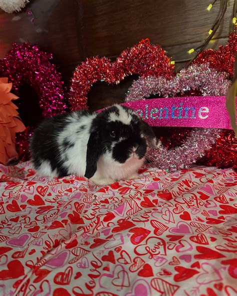 (@pawadiseparlor) • Instagram photos and videos