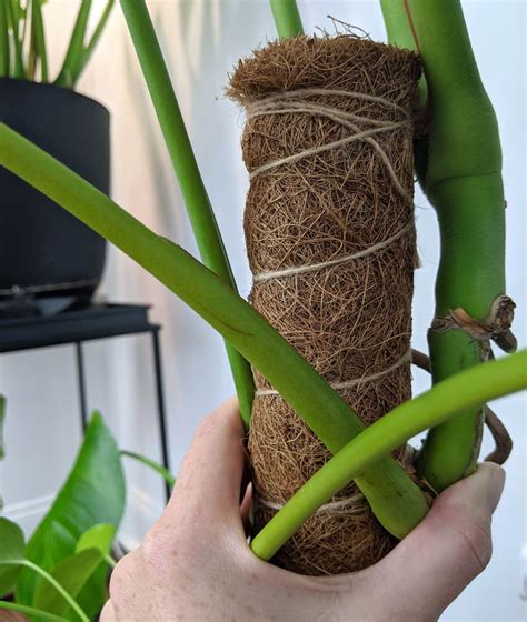 Training Monstera Deliciosa: How to Make Them Climb - The Healthy Houseplant | Inside plants ...