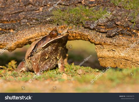 Longnosed Horned Frog Known Malayan Horned Stock Photo 1048358275 ...