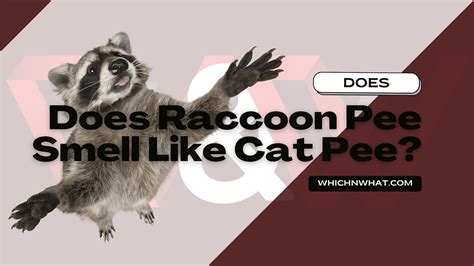 What Is Cat Pee Smell Like at Natasha Phoebe blog