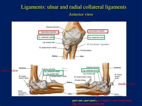 PPT - Elbow joint ( articulatio cubiti ) PowerPoint Presentation, free ...