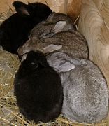 Image result for Newborn Wild Baby Bunnies