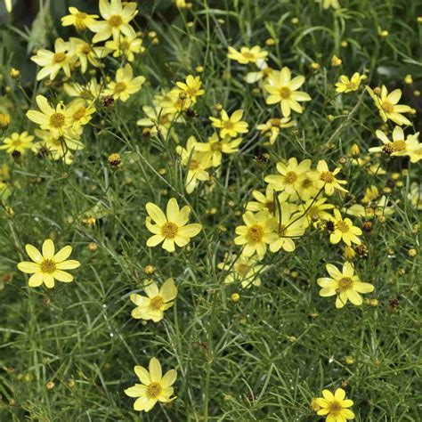 Coreopsis 'Moonbeam' - Hills Perennials