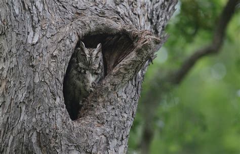 4-H Budding Naturalists animal camouflage workshop, 550 Bunker Lake ...