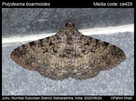 Polydesma boarmoides Guenée, 1852 - | Moths