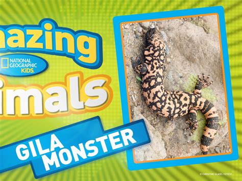 Gila Monster Facts For Kids