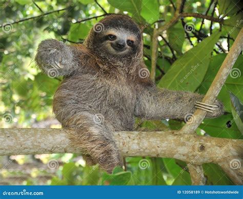 Playful Three Toe Sloth Sitting in Tree,costa Rica Stock Image - Image ...
