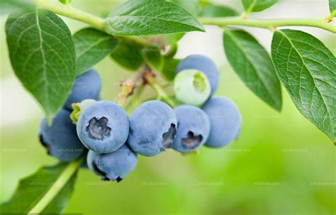 蓝莓产季,蓝莓季节,王蓝莓_大山谷图库